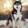 Adorable Husky Dog Paint By Number