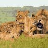 African Lion Family Paint By Number