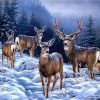 Alaska Deers Paint By Number