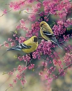American Goldfinch Paint By Number