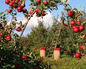 Apples Fields Paint By Number