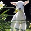 Baby Lamb Paint By Number