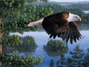 Bald Eagle Paint By Number