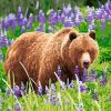 Bear In A Lavender Field Paint By Number