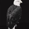 Black And White Eagle Paint By Number