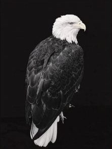 Black And White Eagle Paint By Number