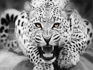 Black And White Tiger Paint By Number
