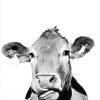 Black And White Cattle Paint By Number