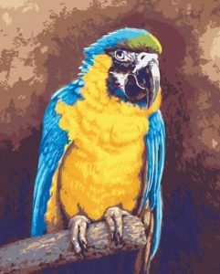 Blue And Gold Macaw Paint By Number