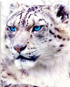 Blue Eyes Tiger Paint By Number