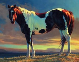 Brown And White Horse Paint By Number