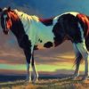 Brown And White Horse Paint By Number