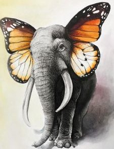 Butterfly Elephant Paint By Number