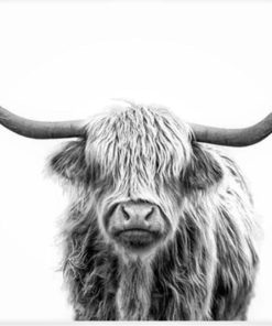 Highland Cow Paint By Numbers - 40X50CM/16X20" (No frame)