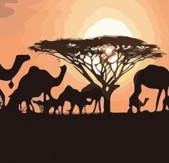 Camels Sunset Paint By Number