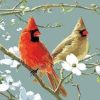 Cardinals Bird Paint By Number