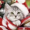 Christmas Kitten Paint By Number