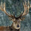 Christmas Snow Deer Paint By Number