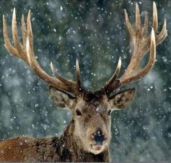 Christmas Snow Deer Paint By Number