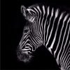 Classic Zebra Paint By Number