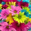 Colorful Daisies Paint By Number