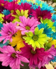 Colorful Daisies Paint By Number