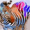 Colorful Zebra Paint By Number