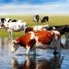 Cows In Pond Paint By Number