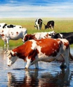 Cows In Pond Paint By Number