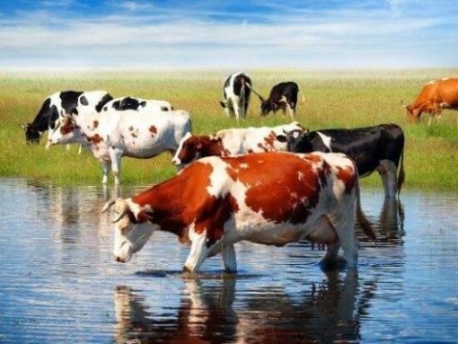 Cows In Pond Paint By Number