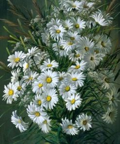Daisy Flowers Paint By Number