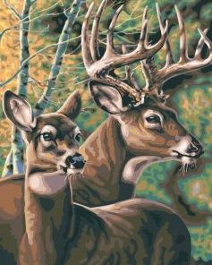 Deer Couple Paint By Number