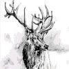 Deer In Black And White Paint By Number