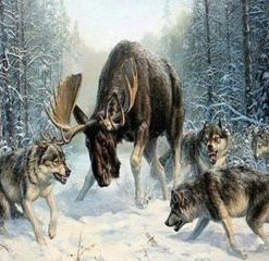 Deer Vs Wolf Paint By Number