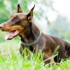 Doberman Dog Paint By Number