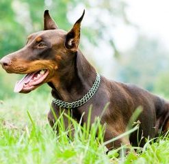 Doberman Dog Paint By Number