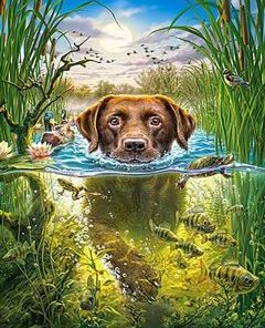 Dog Swimming Paint By Number
