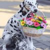 Dog With Basket Paint By Number