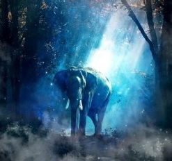 Elephant Twilight Forest Paint By Number