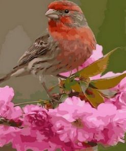 Finch Bird Paint By Number
