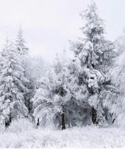 Fir Trees In The Snow Paint By Number