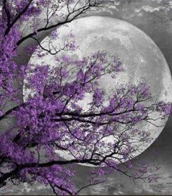 Flower Tree Moon Paint By Number