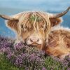 Highland Cow In The Heather Paint By Number