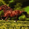 Horse Running In The Wild Paint By Number