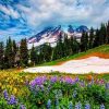 Mount Rainier Flowers Field Paint By Number