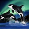 Orca Jump Paint By Number
