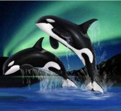 Orca Jump Paint By Number