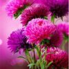 Pink Aster Flowers Paint By Number
