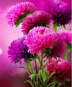 Pink Aster Flowers Paint By Number