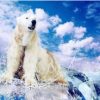 Polar Bear Paint By Numbers